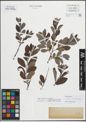 Foto von Salix cinerea L. x Salix purpurea L.
